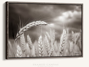 Wheat field wall art – Kansas prairie agriculture photography by Debra Gail Fine Art