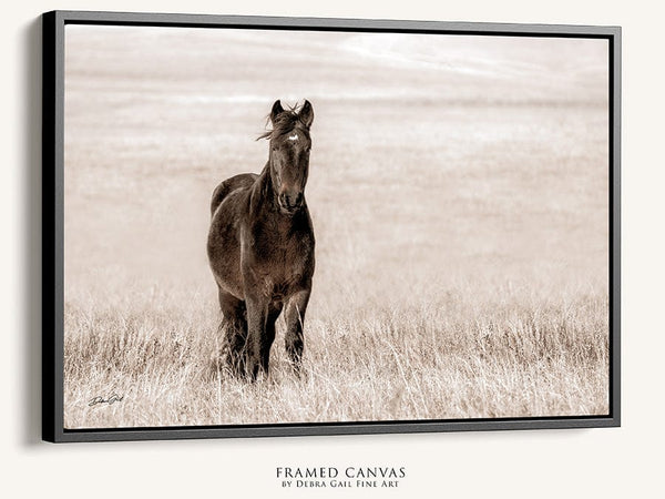 Debra Gail Fine Art Walnut Framed Canvas / 10x8 WILD MUSTANG PRINT - HORSE LOVERS PHOTOGRAPHY