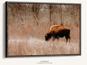 Buffalo Bison wall art canvas – rustic prairie photography print by Debra Gail Fine Art