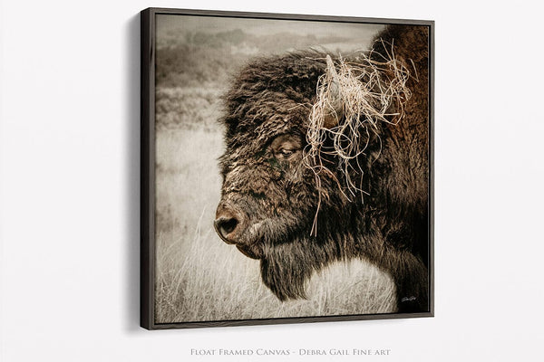 Debra Gail Fine Art Walnut Framed Canvas / 16x16 Wild and Free – Bison in the Prairie - Rustic Buffalo Wall Art Decor