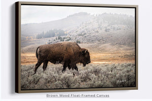 Buffalo Bison wall art canvas – rustic prairie photography print by Debra Gail Fine Art