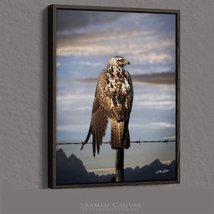 Hawk wall art – predator bird wildlife fine art photography by Debra Gail Fine Art