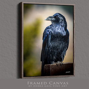 Raven wall art – predator bird wildlife fine art photography by Debra Gail Fine Art