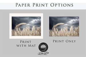 Wheat field wall art – Kansas prairie agriculture photography by Debra Gail Fine Art