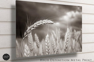 Wheat field wall art – Kansas prairie agriculture photography by Debra Gail Fine Art