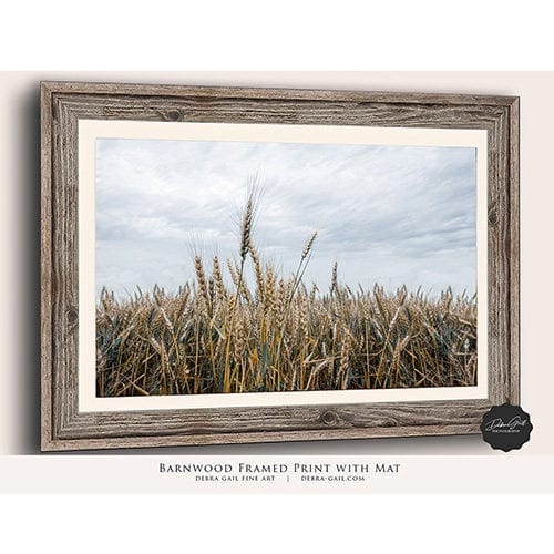 Debra Gail Fine Art WHEATFIELD NATURE PHOTOGRAPHY - RURAL KANSAS LANDSCAPE ART