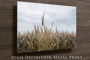Wheat field wall art – Kansas prairie agriculture photography by Debra Gail Fine Art