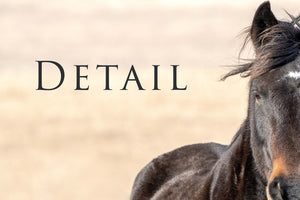 Horse Triptych oversized horse wall art extra large canvas set