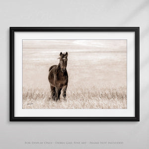 Wild Horse wall art – rustic Western fine art print by Debra Gail Fine Art