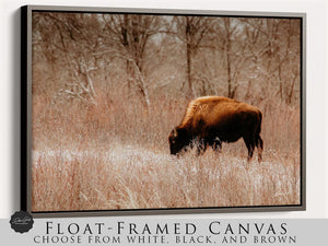Buffalo Bison wall art canvas – rustic prairie photography print by Debra Gail Fine Art