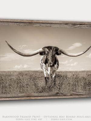 Modern farmhouse wall art photography by Debra Gail Fine Art – texas longhorn