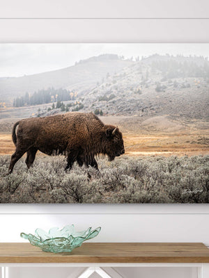 Buffalo Bison wall art canvas – rustic prairie photography print by Debra Gail Fine Art