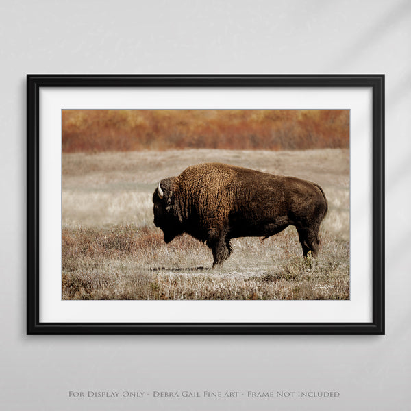 a framed photograph of a bison in a field