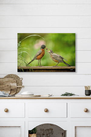 American Robin wall art - baby birds photography by Debra Gail Fine Art