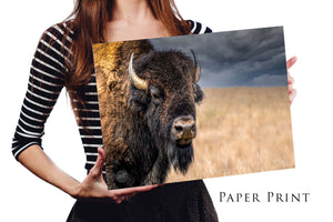 Bison wall art – neutral sepia rustic prairie photography print by Debra Gail Fine Art