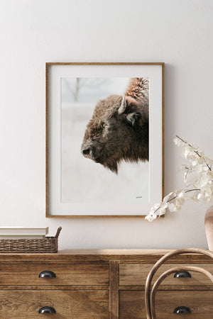 Buffalo fine art print – Great Plains wildlife wall decor by Debra Gail Fine Art