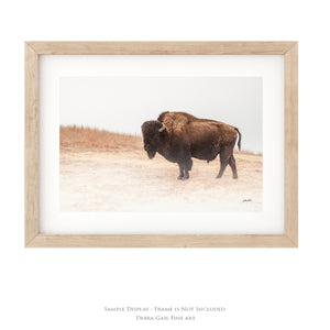 Foggy Bison Wall Art – Rustic Western Wildlife Print