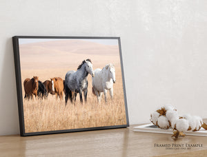 Kansas Flint Hills Wild Horses Wall Art – Prairie Horse Photography