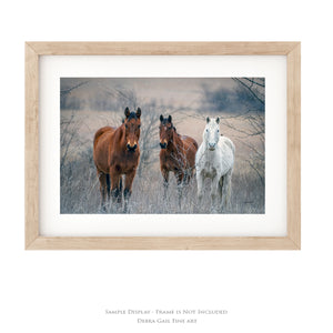 Wild Horses wall art – rustic Western fine art print by Debra Gail Fine Art