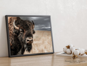 Bison Bull Close Up Photography | Rustic Buffalo Prairie Canvas Print