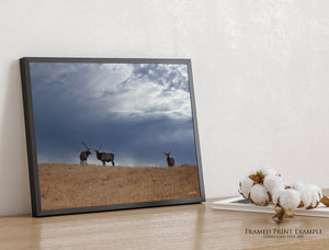 Great Plains Elk Wildlife Photography | Prairie & Western Wall Art