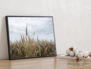Great Plains Wheat Landscape Fine Art | Western Prairie Photography