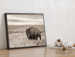 Plains Buffalo on the Prairie Photography | Sepia Toned Bison Canvas Print