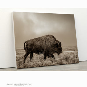 Bison Wall Art – Large Buffalo Canvas Print | Rustic Western Prairie Decor