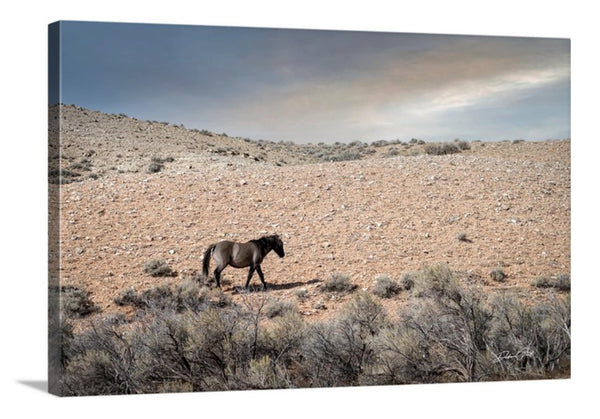 Wild Mustang Horse Photo Print