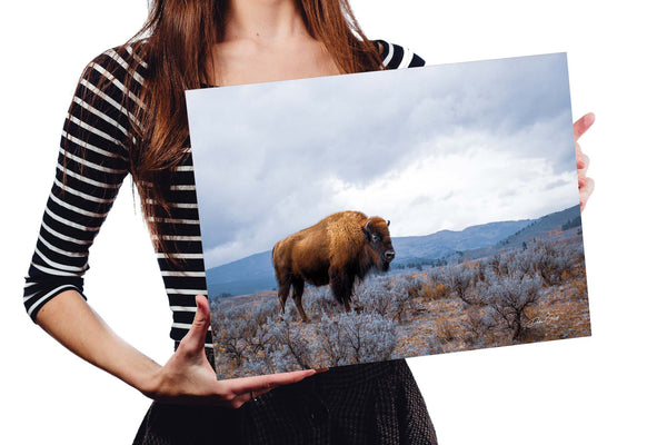 Paper print American bison by Debra Gail