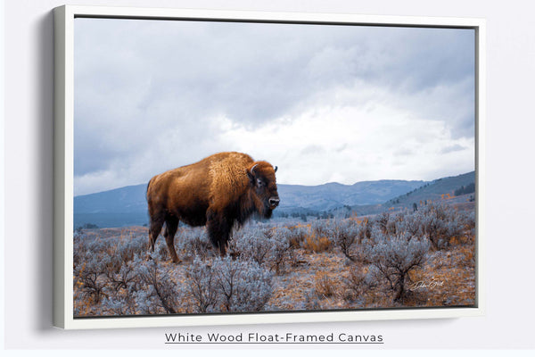Oversized Bison Wall Art Canvas or Print, American buffalo photo print, country western home canvas photo print, buffalo canvas, country home decor, western decor, bison wall art, farmhouse wall art, buffalo wall art, bison canvas print, American bison, Native American art, prairie photo print