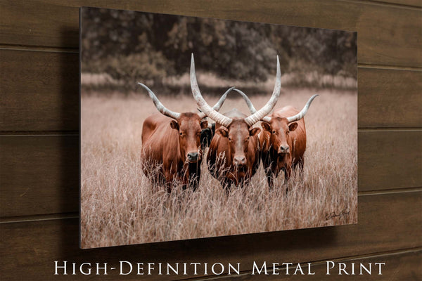 Metal print, Watusi Longhorn Canvas Wall Art, Modern Western Decor Print, Extra Large Canvas, Framed Canvas, and Prints, Farmhouse Country Style Picture.