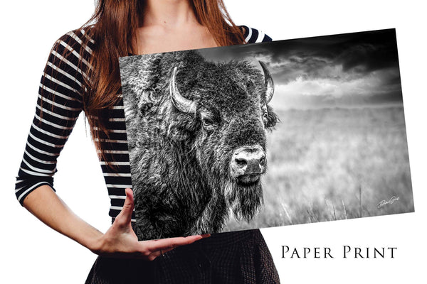 Buffalo Wall Art in Black and White