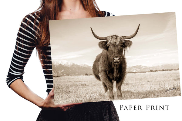 Sepia Highland Cow Canvas Print