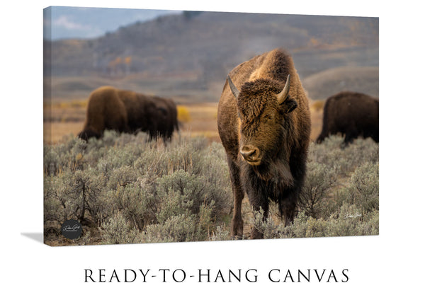 Bison Wall Art Canvas Gift