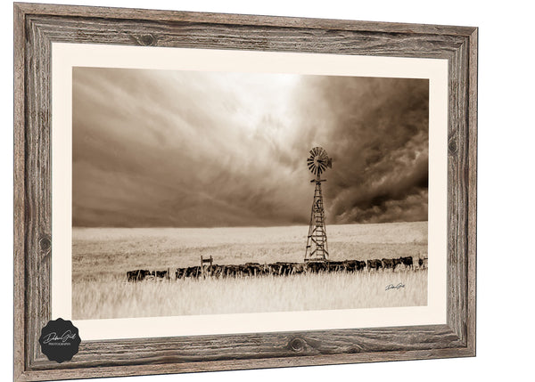 Windmill and Black Angus Cattle Photography