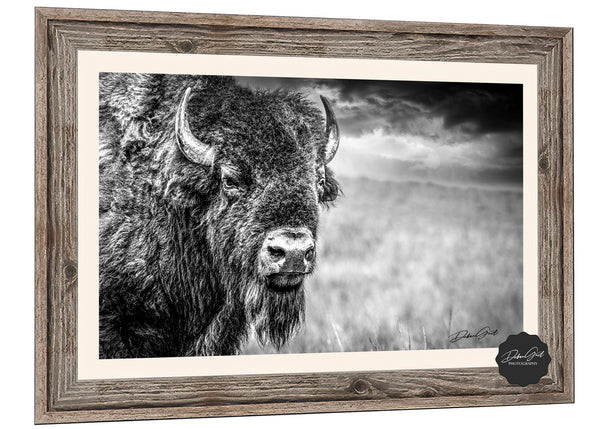 Buffalo Wall Art in Black and White