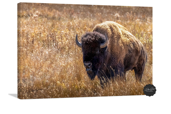 Bison Wall Art Decor, western style American Buffalo picture in tall, golden grass. Framed, wrapped canvas, reclaimed Barnwood frames, rustic wall decor photography for cabin, office, barndominium