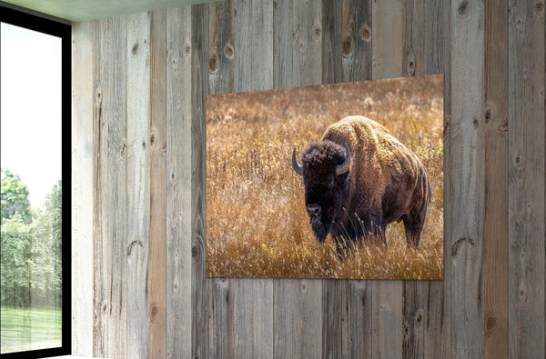Bison Wall Art Decor, western style American Buffalo picture in tall, golden grass. Framed, wrapped canvas, reclaimed Barnwood frames, rustic wall decor photography for cabin, office, barndominium