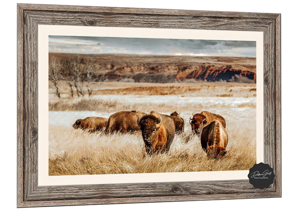 Barnwood framed print, Spiritual American Buffalo Herd Wall Art, American Buffalo Western Home Decor Photo Picture Wrapped Canvas Framed Wood Print Kansas Photography by Debra Gail.