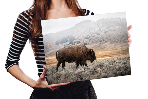Paper print, American Bison Bull Picture, Large Bison Wall Art Picture, American Buffalo Western Decor, Bison Canvas, Large Bison Prairie Photo, Framed or Wrapped Canvas Buffalo Photo Print