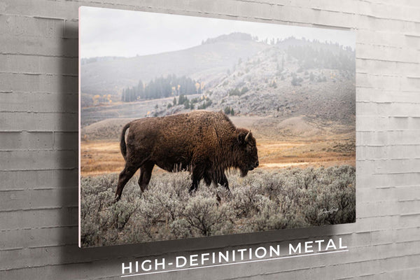 Metal Print, American Buffalo Bull Picture Wall Art