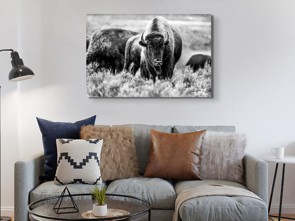 black and white bison canvas by Debra Gail