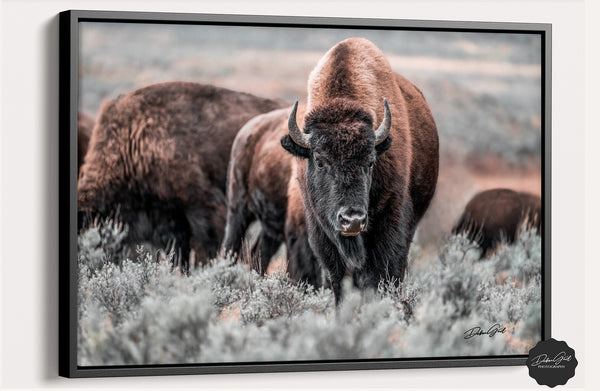 Bison Wall Art, American Buffalo Western Decor, Bison Canvas, Large Bison Prairie Photo, Framed or Wrapped Canvas Buffalo Photo Print