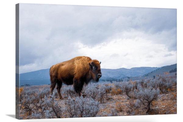 Oversized Bison Wall Art Canvas or Print, American buffalo photo print, country western home canvas photo print, buffalo canvas, country home decor, western decor, bison wall art, farmhouse wall art, buffalo wall art, bison canvas print, American bison, Native American art, prairie photo print
