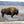 Bison at Yellowstone Wall Art Print
