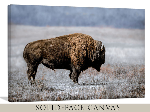 Bison at Yellowstone Wall Art Print