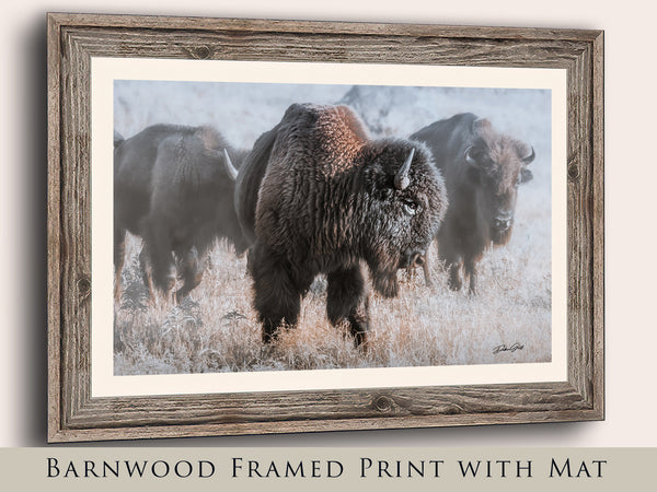 American Buffalo Print, Canvas, Framed Wall Art