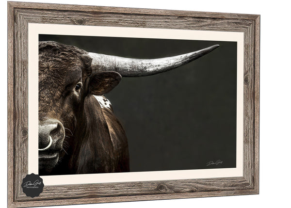 Large Longhorn Cow Canvas Picture