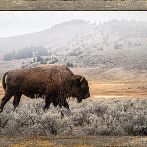 American Bison Bull on wood planks